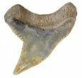 Colorful Fossil Tiger Shark (Galeocerdo) Tooth - Virginia #53508-1